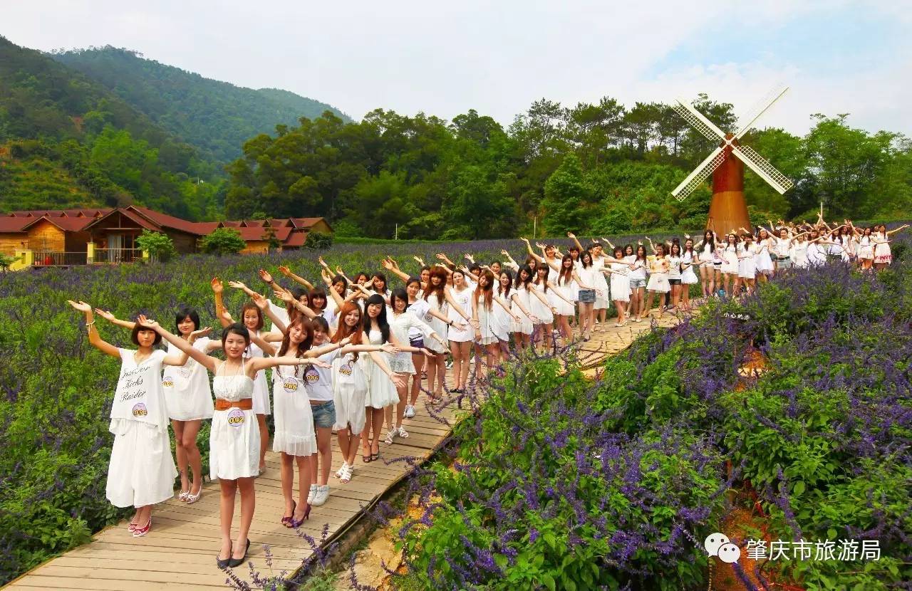 广东哪里的花海最美五月,肇庆德庆盘龙峡薰衣草