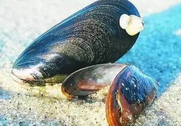 威海赶海攻略,威海冬季赶海攻略