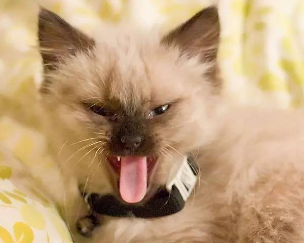 猫抓耳挠腮是有跳蚤还是耳螨,猫咪非猫癣情况下也会抓耳挠腮嘛