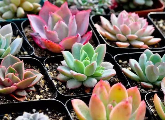 树山只差一个你丨梨花年年开,好玩的却不同