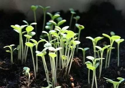 城市农夫阳台种菜,去城市阳台种菜教程