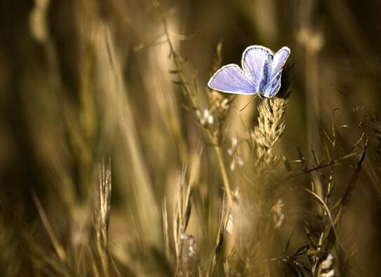 你真的了解佛牌吗,泰国佛牌禁忌10种传说