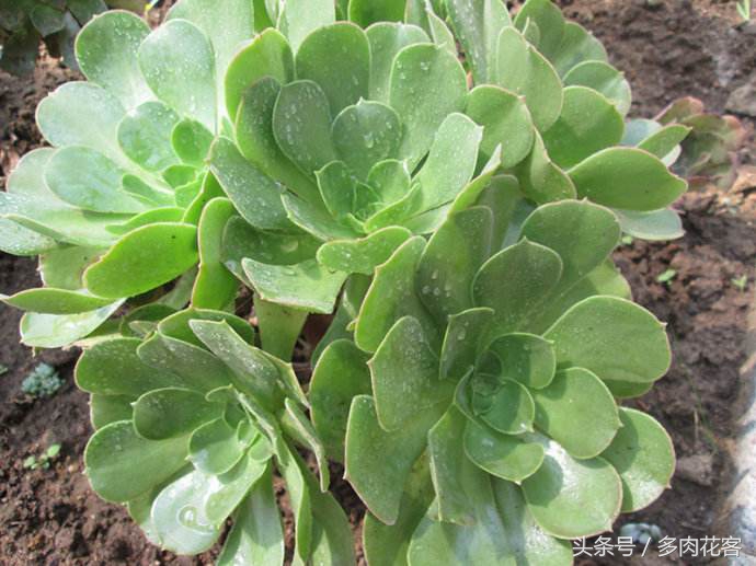 适合新手小白的多肉植物,玉龙观音多肉怎么才能多头