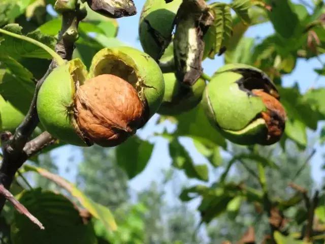 陈金海:陕西核桃已超千万亩,大多数种植户将面临滞销的挑战!