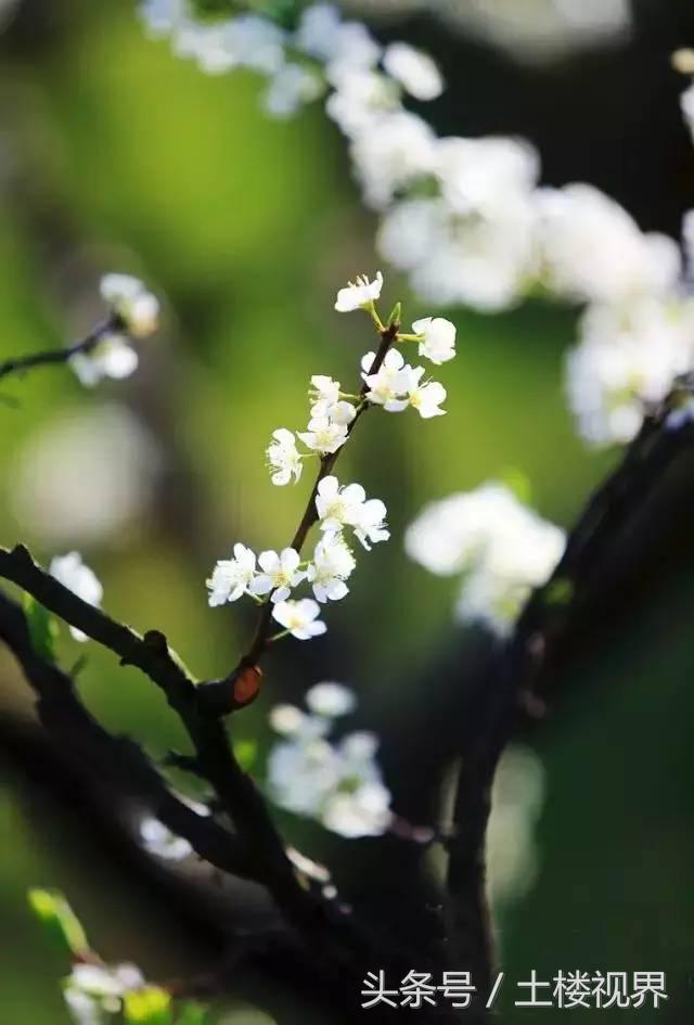 龙岩赏花景点,龙岩的花海