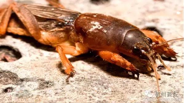 西瓜六必治瓜类六大病害一招搞定,西瓜病害六必治