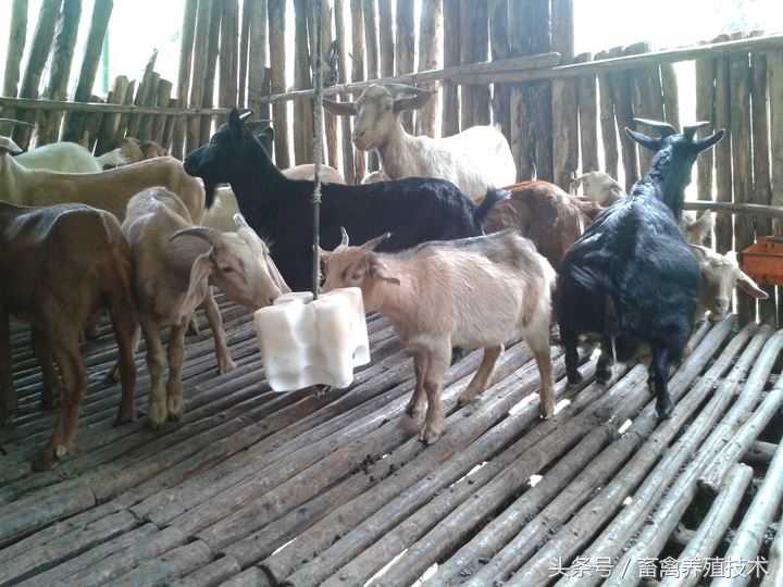 尿素是否对牛有伤害,养牛为什么喂尿素