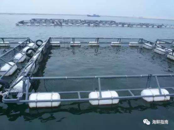 又到吃河鲀的时候了！河鲀起春岸，诱惑正当时