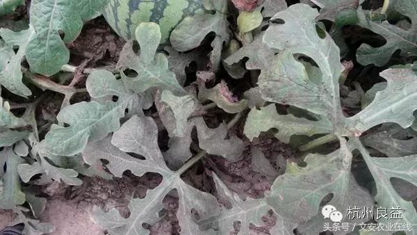 西瓜六必治瓜类六大病害一招搞定,西瓜病害六必治