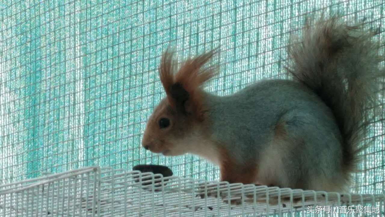 雪地松鼠哪种最漂亮,什么是最好的雪地松鼠