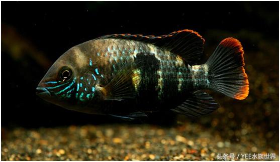 玉面皇冠单养一只好吗,玉面皇冠养起来好看吗