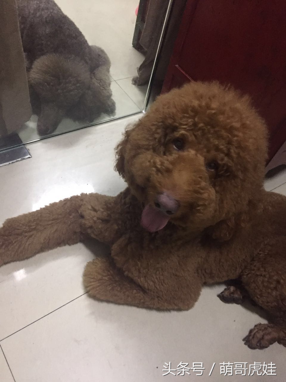 家里两只巨型贵宾犬,巨型贵宾犬发情跟泰迪一样吗