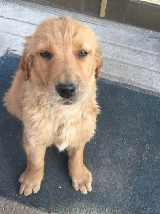 小孩该怎么对待金毛 (两个多月的金毛要怎么教育)