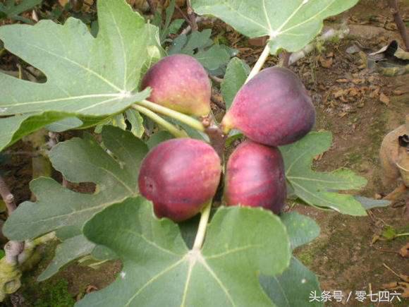 永州现真人开心农场-你还让人偷菜吗？