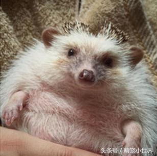 奶奶也有养刺猬？超肉感刺猬胖到跟小猪一样让人笑喷：到底吃多少