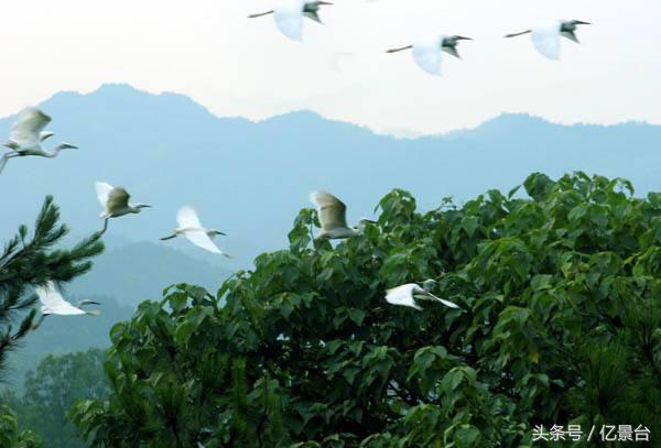 九龙坡网红景点有哪些,九龙坡十大必去景点免费