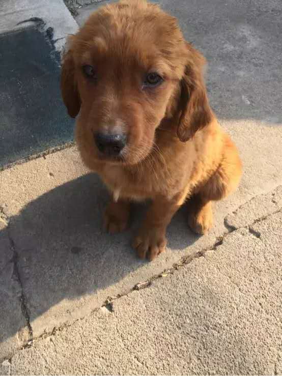 小孩该怎么对待金毛 (一岁多的金毛怎么教养他)