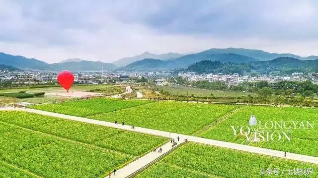 龙岩赏花景点,龙岩的花海