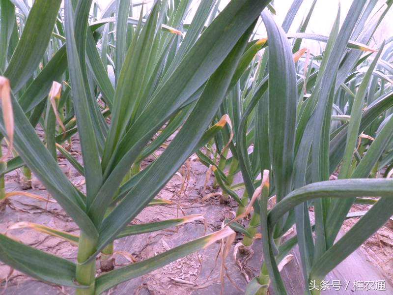 大蒜广西玉林,广西玉林无苔蒜
