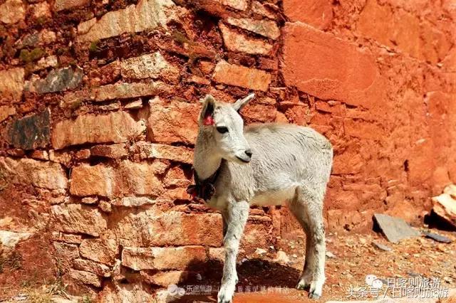 爱上呼和浩特的n个理由,爱上内蒙古的n个理由