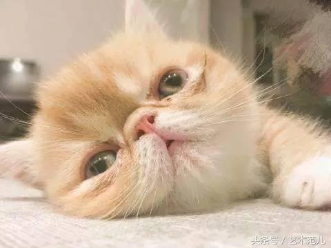 国足赢了教练反应,国足赢了教练的反应