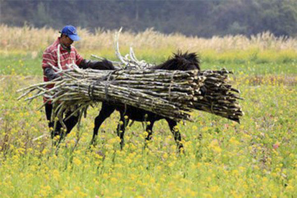 女性吃甘蔗的危害,多吃甘蔗有什么好处
