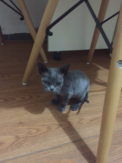 猫舍买的猫各种问题怎么办,猫舍里买的2个月幼猫靠谱吗