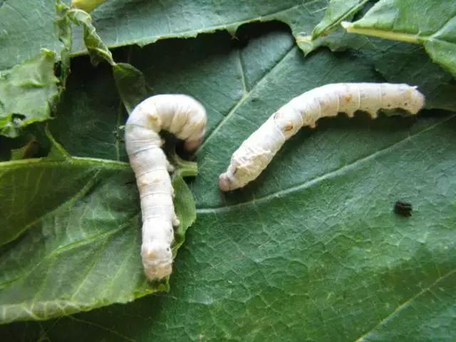 农村十分常见动物,雷州最稀有的动物