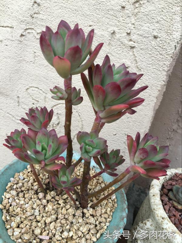 有一种肉肉叫做别人家的多肉第9期简月的肉肉