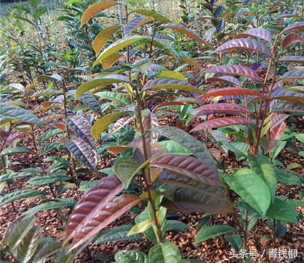 金花茶树苗扦插方法,金花茶嫁接与扦插哪个好