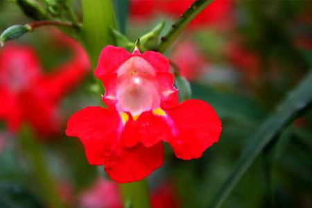 纯天然黑发染发膏怎么做,纯天然植物染发的方法