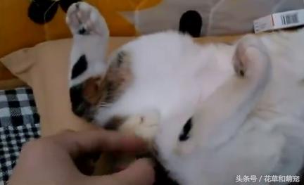 猫咪睡觉主人故意打醒,猫咪睡着了摸它突然就咬我