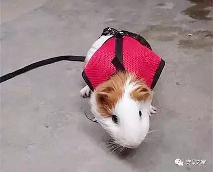 荷兰猪外出郊游,操心的事太多,其实只要做到这几点就可以了