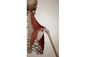 孩子圆肩驼背矫正最有效方法,胸背练多了驼背怎么改善