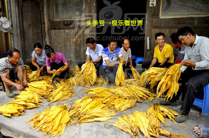 湖南哪里烤烟最多,湖南最大的烤烟基地