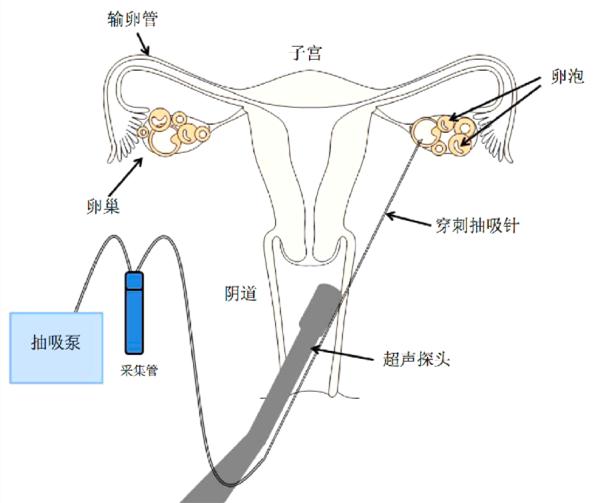 干货女性知识分享,卵子冷知识大全
