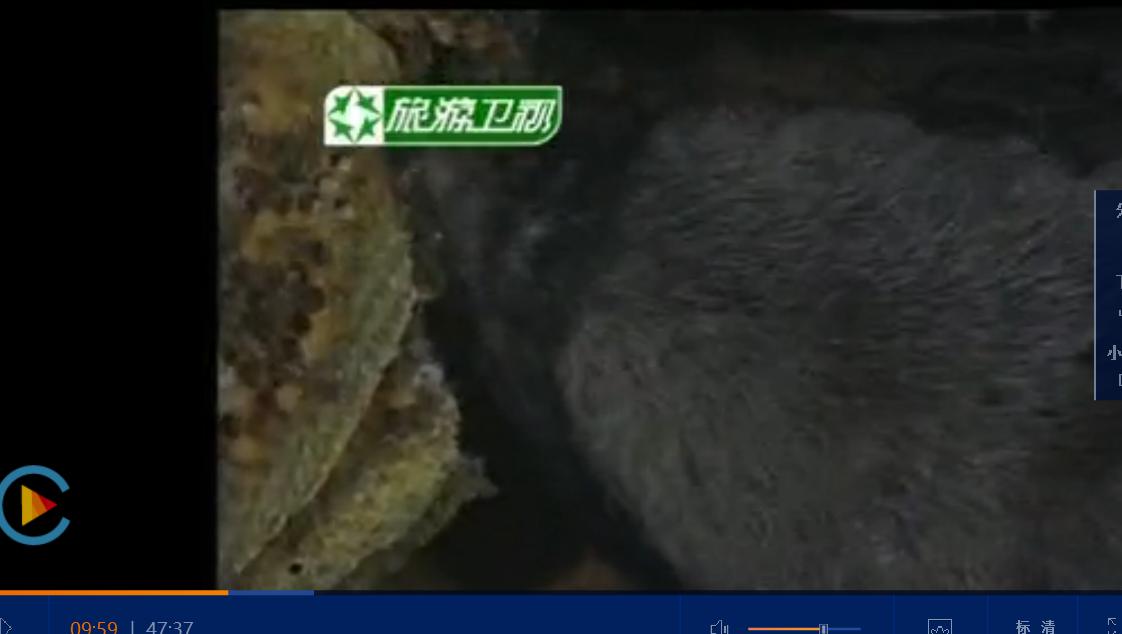 平头哥蜜獾的独特技能,平头哥蜜獾走直路