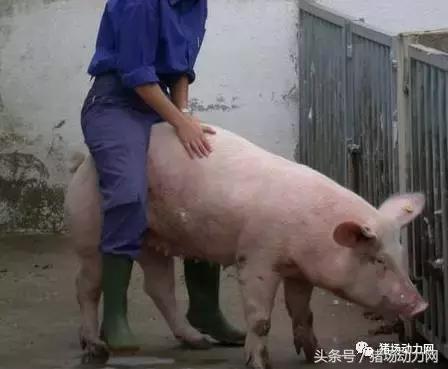 要怎么搞，我们才能让后背母猪发情？