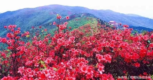 好看的美景推荐第一名,美丽的阳明山处处是美景