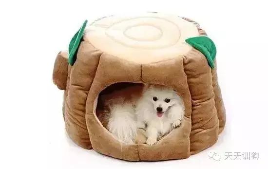 狗狗雨天出去怎么弄干净,如何教狗狗下雨天不出门