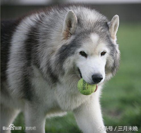 生活中二十种常见狗狗的价格，哪个最名不符实