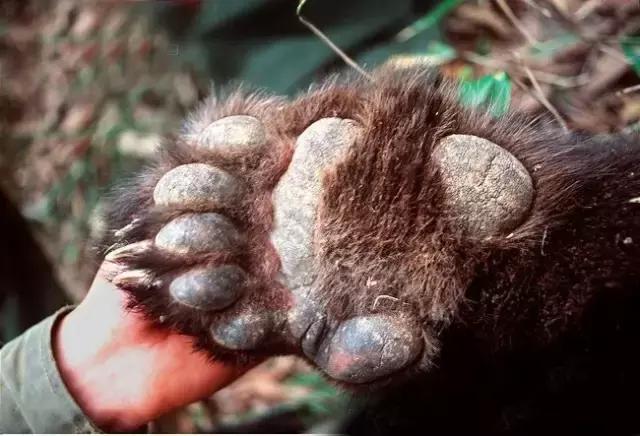 熊猫的萌态有多可爱,熊猫是软萌无害的吗