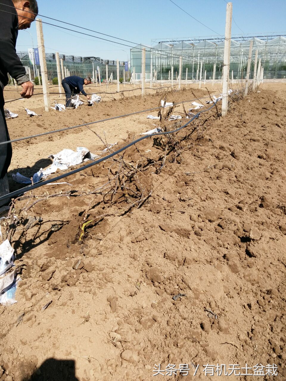 农村大爷靠种植致富,农村种树致富经历