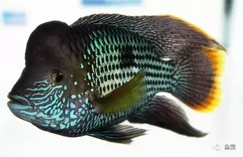 罗汉鱼不吃鱼食是什么病,罗汉鱼生病不吃食是怎么回事