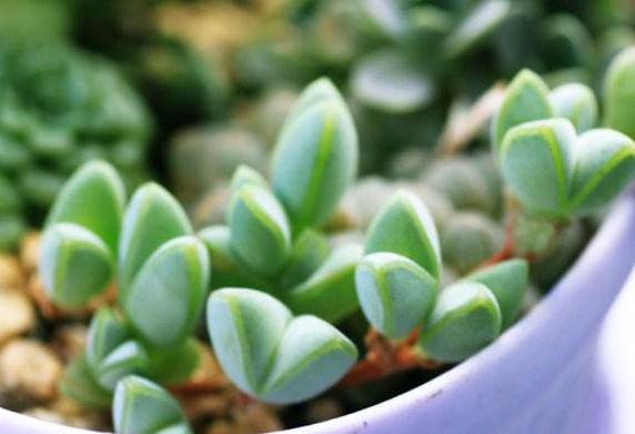 鹿角多肉的养殖方法和注意事项,鹿角多肉如何养殖视频