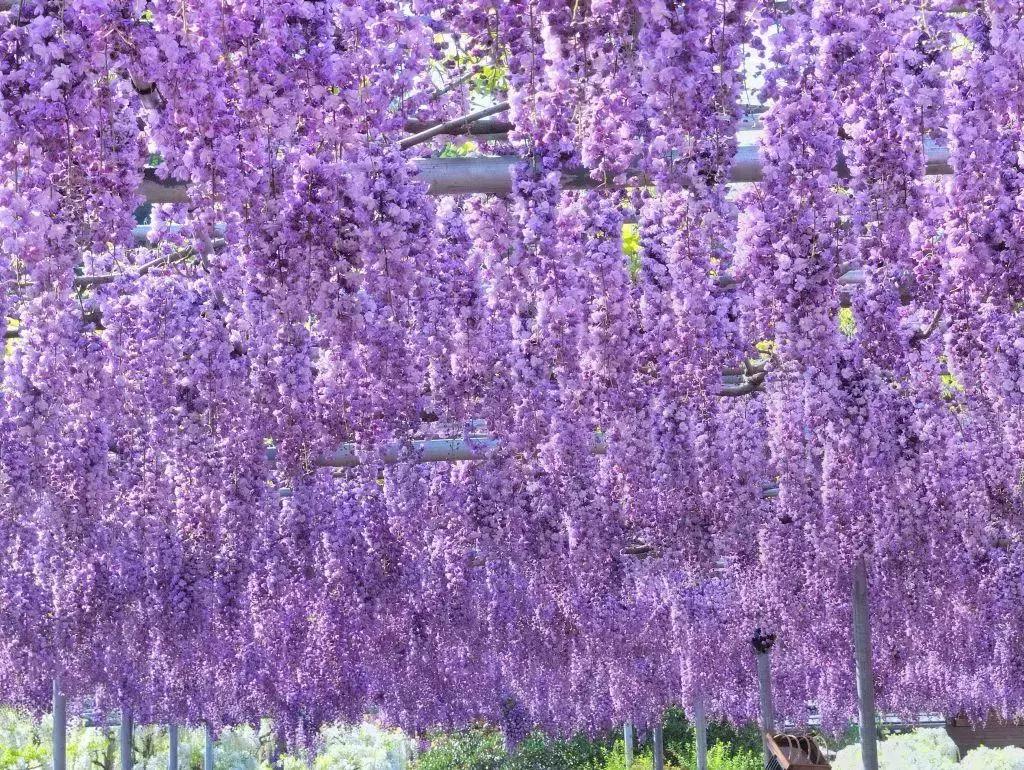 日本樱花之旅,日本紫藤之旅