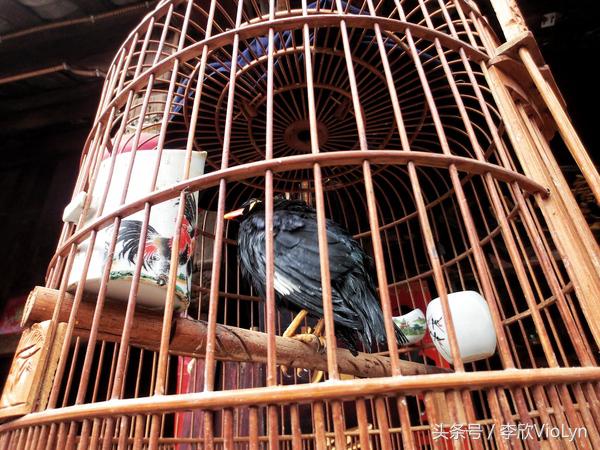 青岩|一盏清茶一抹暗香,一段黔南往事