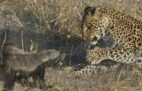 平头哥蜜獾的独特技能,平头哥蜜獾走直路