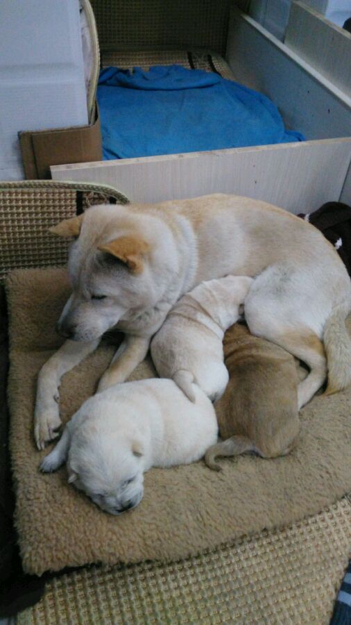 中华田园犬舌头是黑花色,一只黄色的中华田园犬