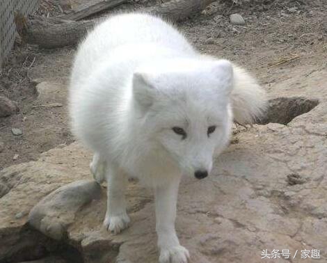 萨摩耶鉴定在线咨询,萨摩耶鉴定